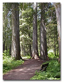 Ross Creek Giant Cedars
