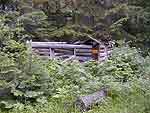 Remains of mining cabin on Libby Creek