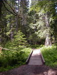 One of several wooden bridges in the Ross Creek Cedar Grove area