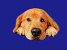 Coldwell Banker