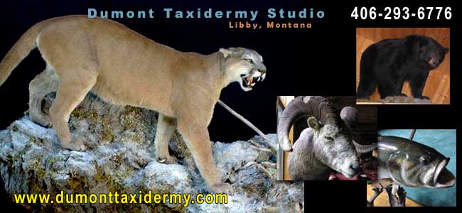 Dumont Taxidermy Studio, Libby, Montana