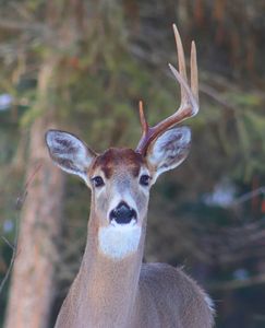 One-antlered White-tailed Buck 