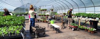 Hoot Owl Farm's Plant Palooza