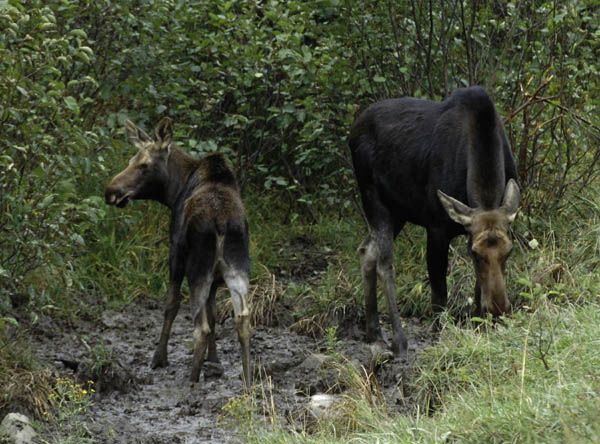 Moose. Photo by MT FWP.