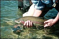 Rainbow Trout. Photo by Linehan Outfitting Company.