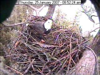 . Photo by Libby Dam Bald Eagle Cam.