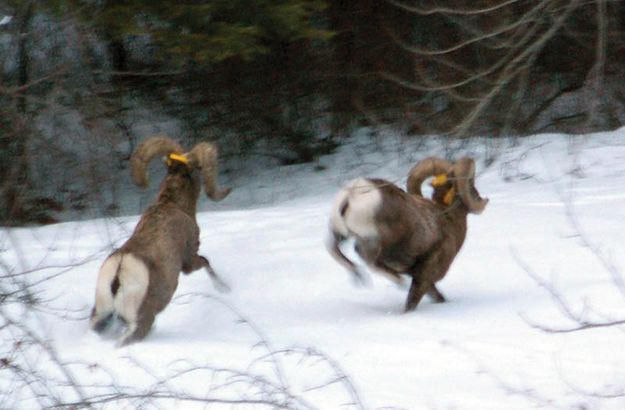 Released. Photo by Brent Shrum, Kootenai Valley Record.