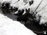 Moose stuck in the creek. Photo by LaRona Luscher.