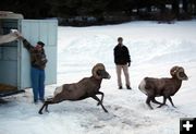 Bighorn Sheep transplant. Photo by Brent Shrum, Kootenai Valley Record.