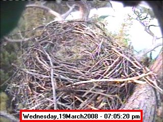 March 19-Before the egg. Photo by Libby Dam Bald Eagle Webcam.