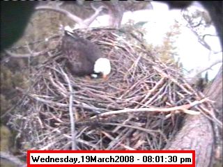 The new egg on March 19. Photo by Libby Dam Bald Eagle Webcam.