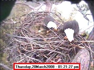 March 20. Photo by Libby Dam Bald Eagle Webcam.
