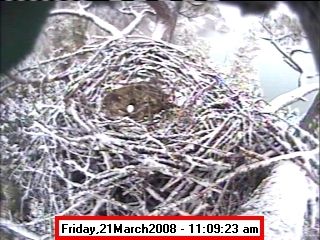 March 21st nest. Photo by Libby  Dam Bald Eagle Webcam.