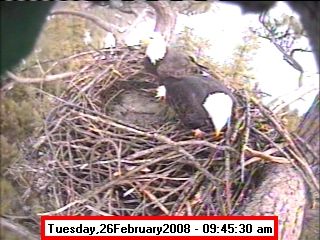February 26 nest. Photo by Libby Dam Bald Eagle Cam.