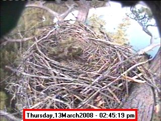 March 13th. Photo by Libby Dam Bald Eagle Webcam.