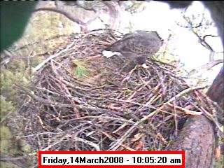 March 14. Photo by Libby Dam Bald Eagle Webcam.
