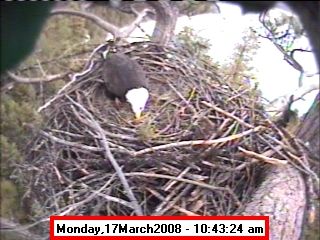 March 17. Photo by Libby Dam Bald Eagle Webcam.