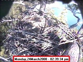 Two Eggs in Nest. Photo by Libby Dam Bald Eagle Nest Webcam.