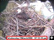 March 19 - laying the egg. Photo by Libby Dam Bald Eagle Webcam.