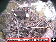 Early Easter Egg. Photo by Libby Dam Bald Eagle Webcam.