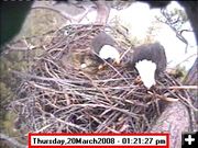 March 20. Photo by Libby Dam Bald Eagle Webcam.