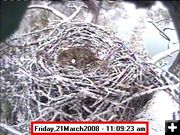 March 21st nest. Photo by Libby  Dam Bald Eagle Webcam.