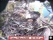 March 23 nest. Photo by Libby Dam Bald Eagle Webcam.