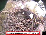 February 26 nest. Photo by Libby Dam Bald Eagle Cam.