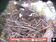 Second Egg. Photo by Libby Dam Bald Eagle Nest Webcam.