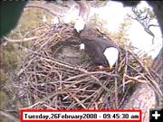 Bald Eagles. Photo by Libby Bald Eagle Webcam.