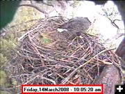 March 14. Photo by Libby Dam Bald Eagle Webcam.
