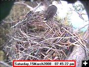 March 15. Photo by Libby Dam Bald Eagle Webcam.