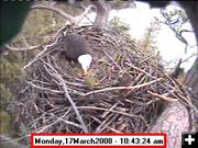 March 17. Photo by Libby Dam Bald Eagle Webcam.