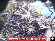 Two Eggs in Nest. Photo by Libby Dam Bald Eagle Nest Webcam.