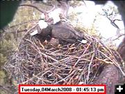 March 4 nest. Photo by Libby Dam Bald Eagle Webcam.