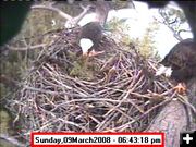 March 9th. Photo by Libby Dam Bald Eagle Webcam.