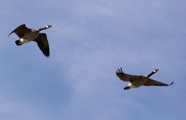 Canada Geese. Photo by Kootenai Valley Record.