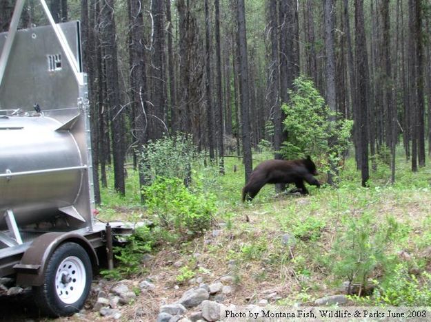 Black Bear Release. Photo by Montana Fish, Wildlife & Parks.