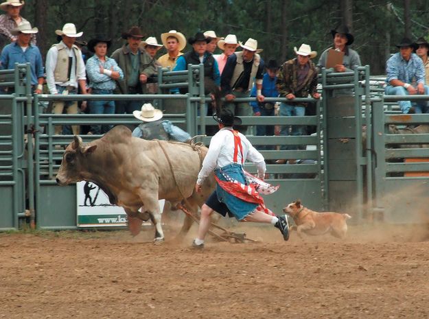 Incredi-Bull. Photo by Kootenai Valley Record.