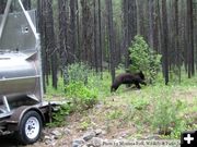 Black Bear Release. Photo by Montana Fish, Wildlife & Parks.