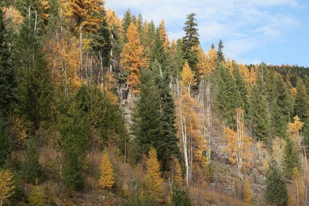 An Autumn Mosaic. Photo by Maggie Craig, LibbyMT.com.