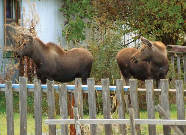 Backyard Moose. Photo by Dee Teske, Kootenai Valley Record.