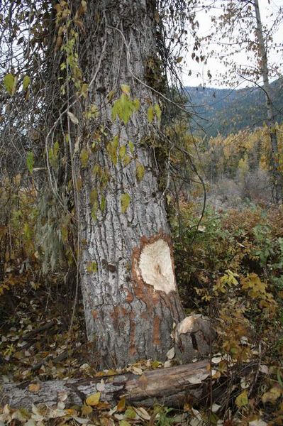 An ambitious beaver!. Photo by Maggie Craig, LibbyMT.com.