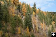 An Autumn Mosaic. Photo by Maggie Craig, LibbyMT.com.