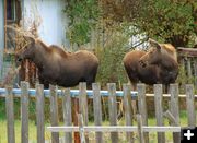 Backyard Moose. Photo by Dee Teske, Kootenai Valley Record.