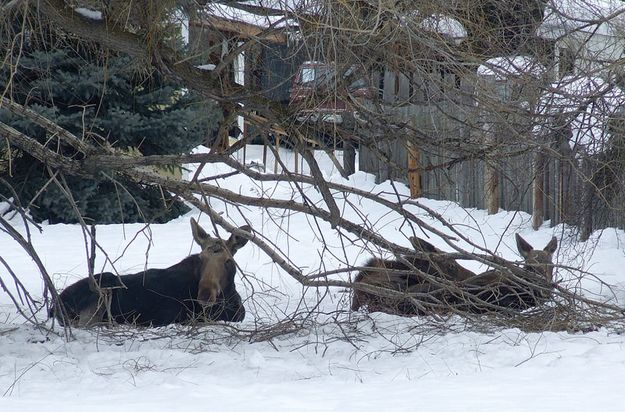 Libby Moose. Photo by Lee Bothman, Kootenai Valley Record.