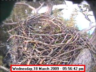 New Egg-March 18. Photo by Libby Dam Bald Eagle Webcam.