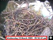 New Egg-March 18. Photo by Libby Dam Bald Eagle Webcam.