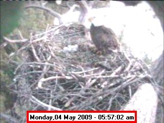 Bald Eagle Nest. Photo by U.S. Corps of Engineers - Libby Dam.