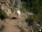 Mountain Goat. Photo by Bob Hosea.